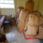 les graines de cacao sont récoltées à Grenade